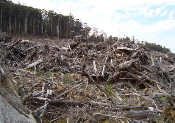 tasmanian-destruction-600x423