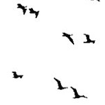 inflammablebirds