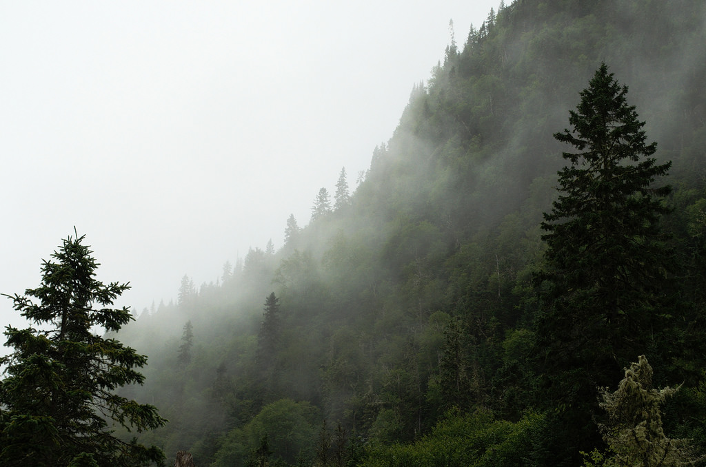 forest