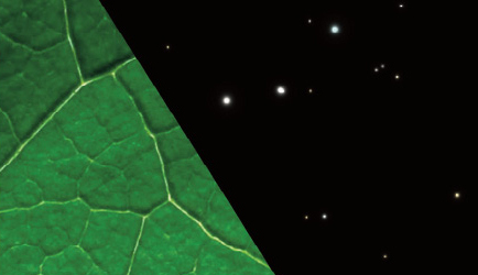 leaf_and_space