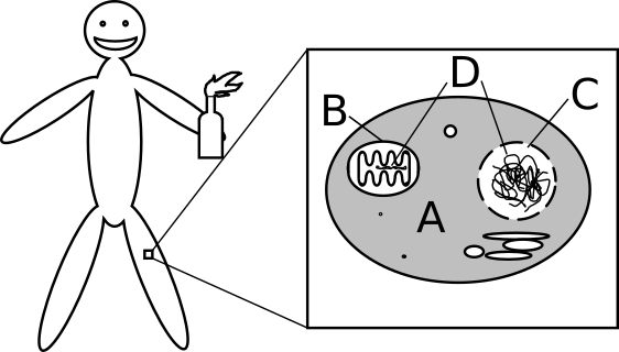 cell-diagram