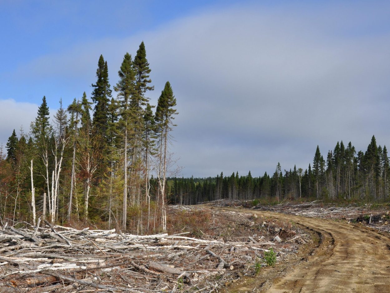 bois-chemin-forestier-2